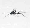 Evania appendigaster